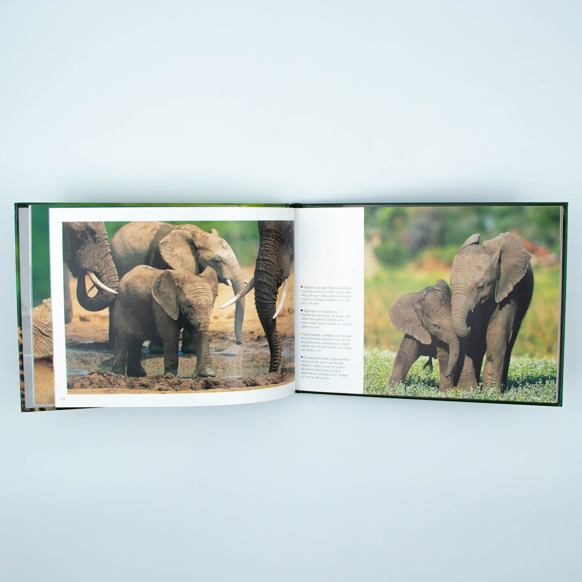 Big Five Africa's  Hard Cover Coffee Table Book