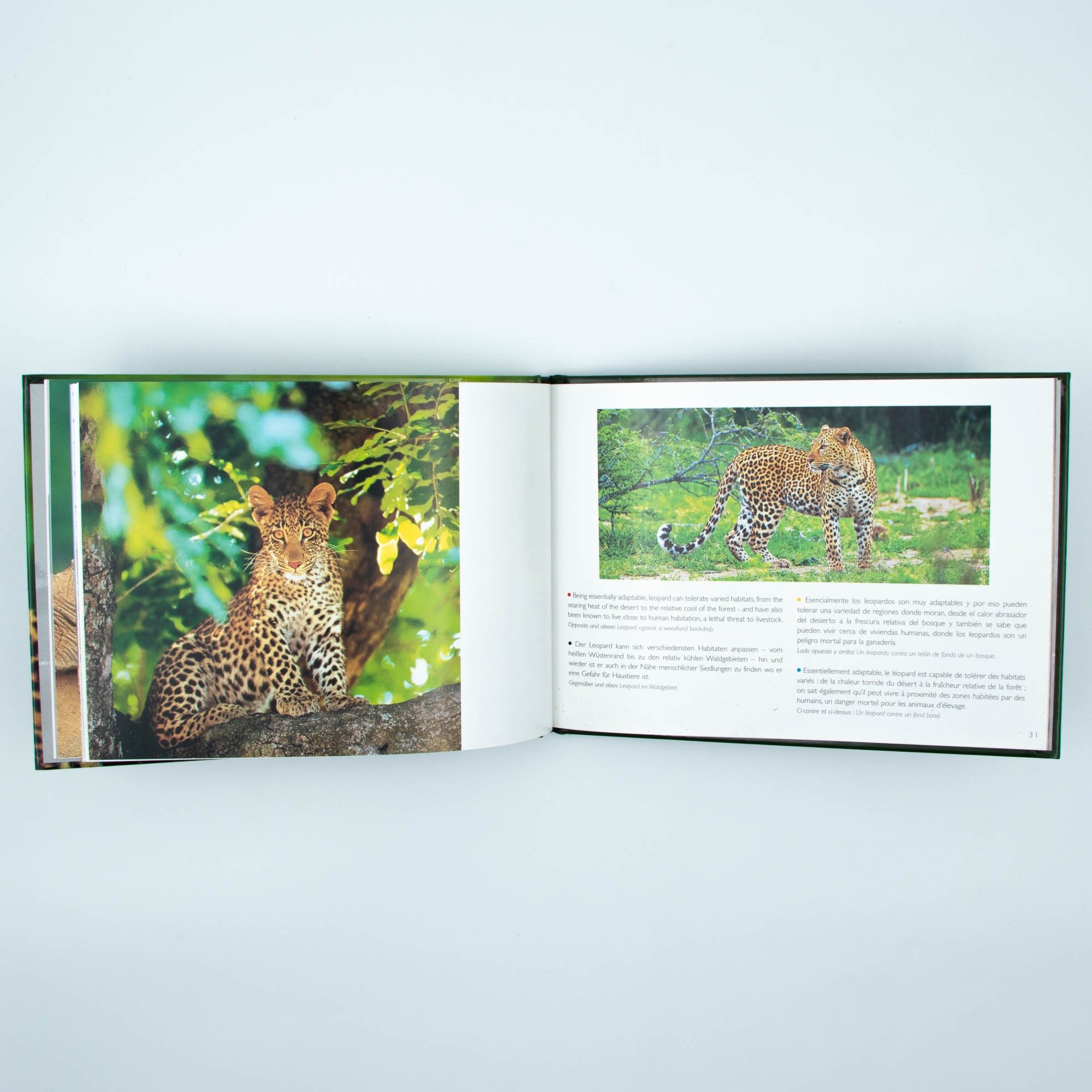 Big Five Africa's  Hard Cover Coffee Table Book