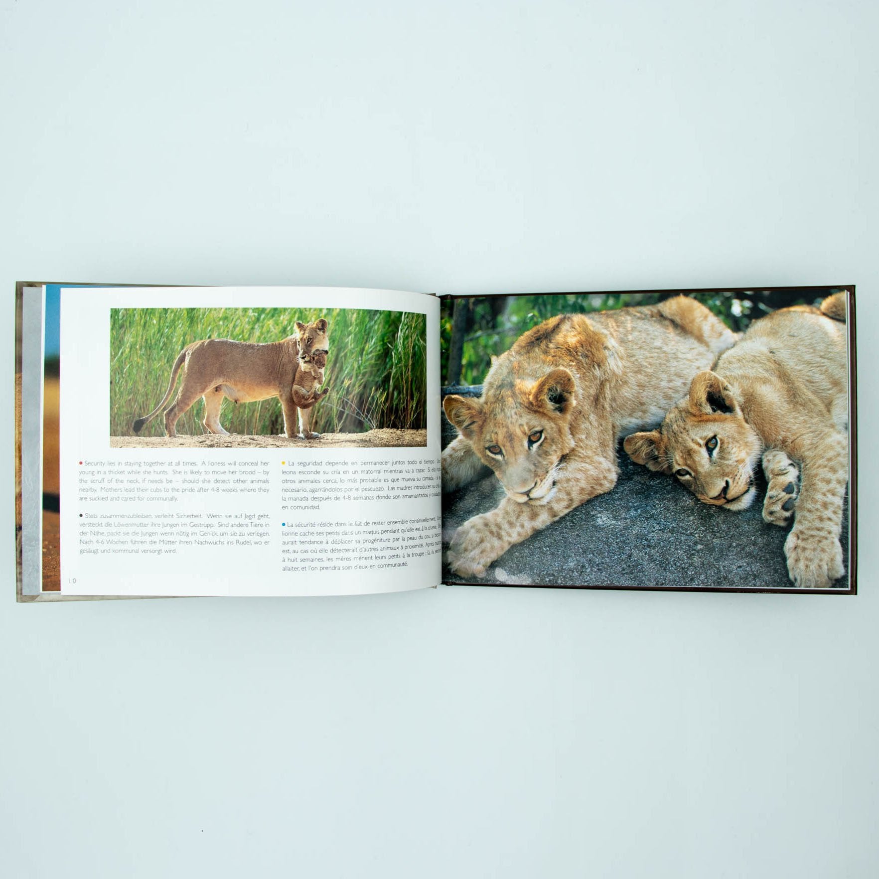 Young Wildlife Hardcover Coffee Table Book
