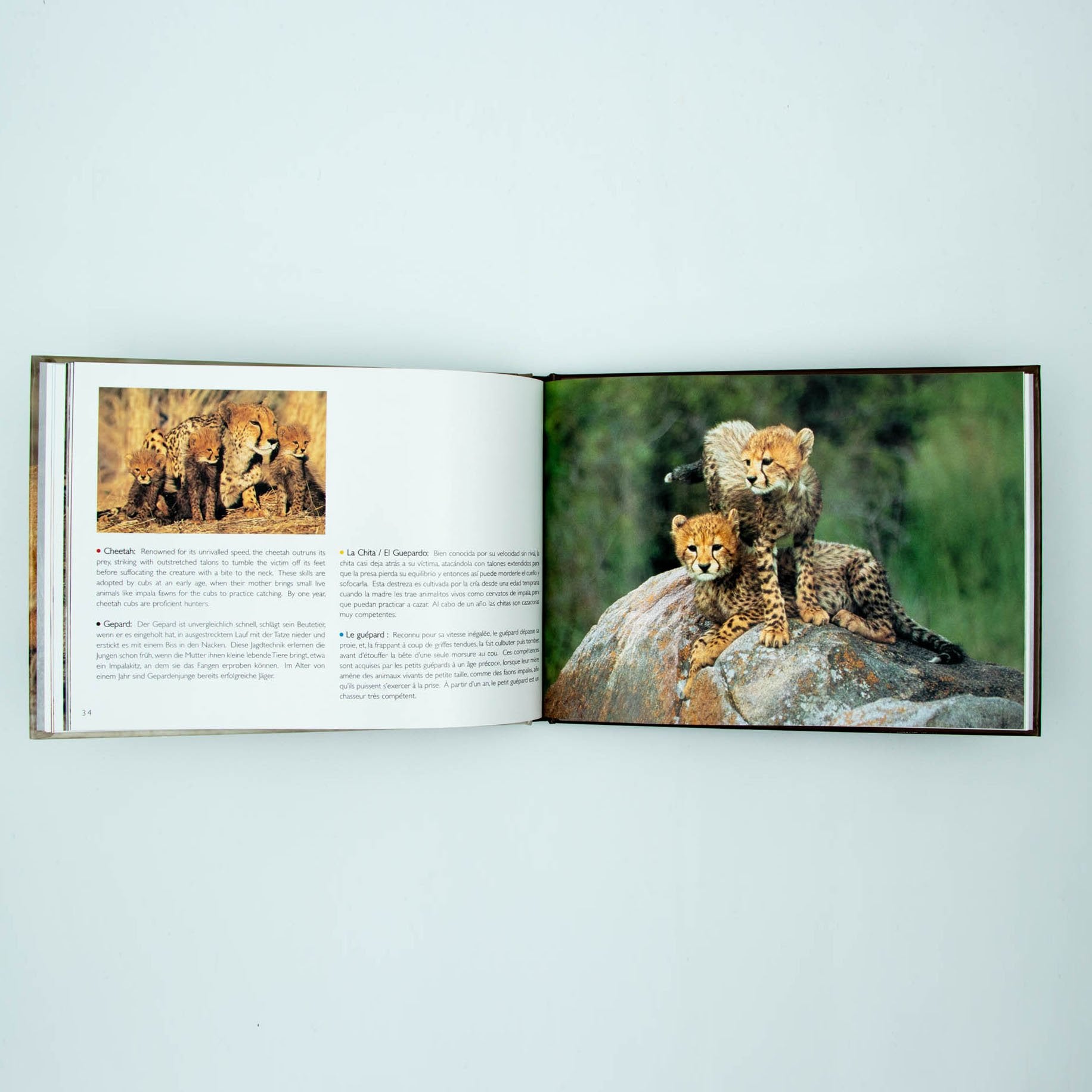 Young Wildlife Hardcover Coffee Table Book