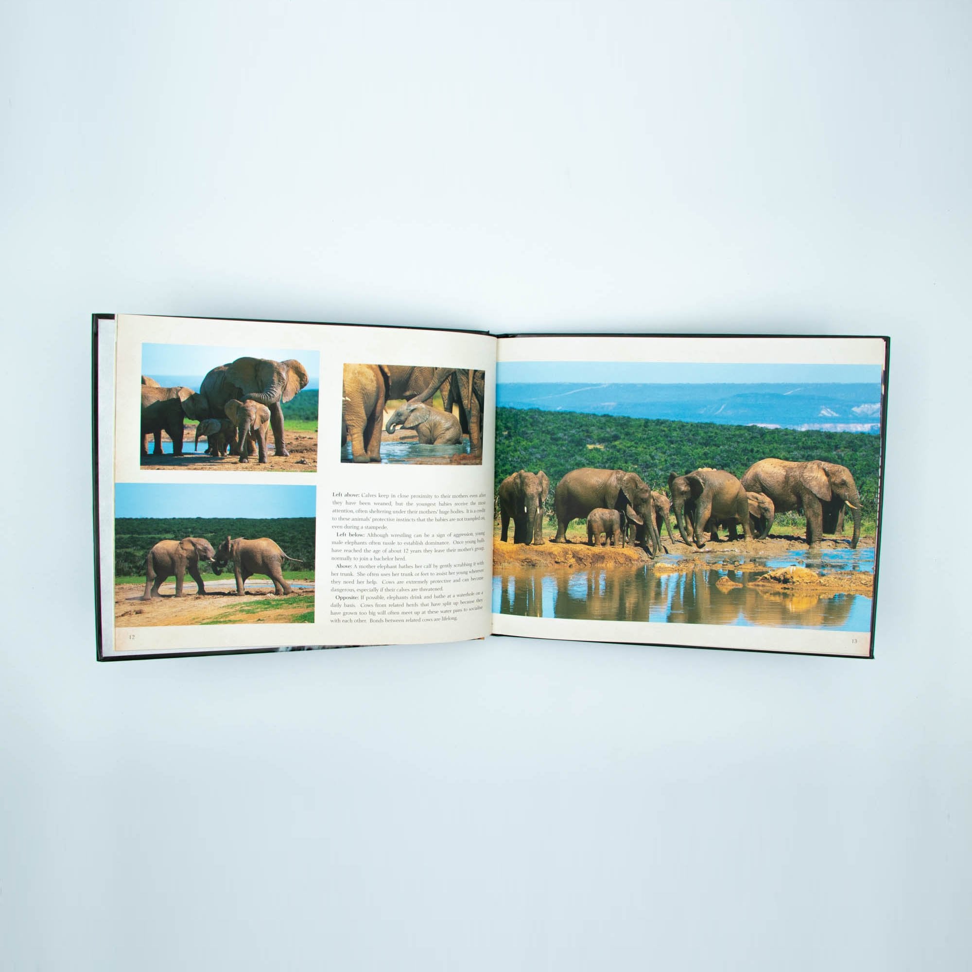 Wild Life Hard Cover Coffee Large Table Book