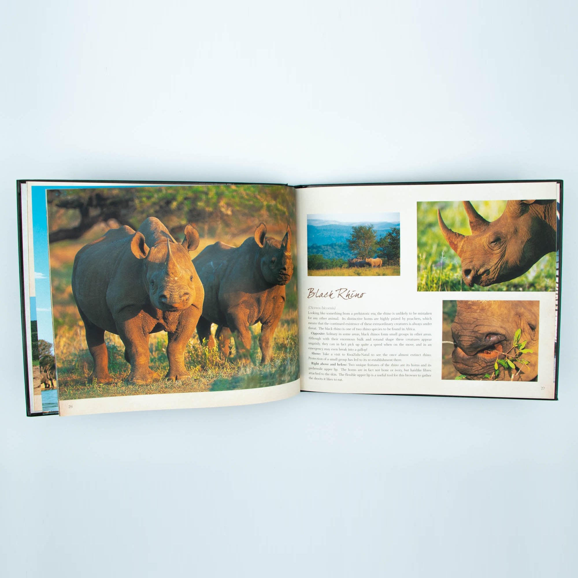 Wild Life Hard Cover Coffee Large Table Book