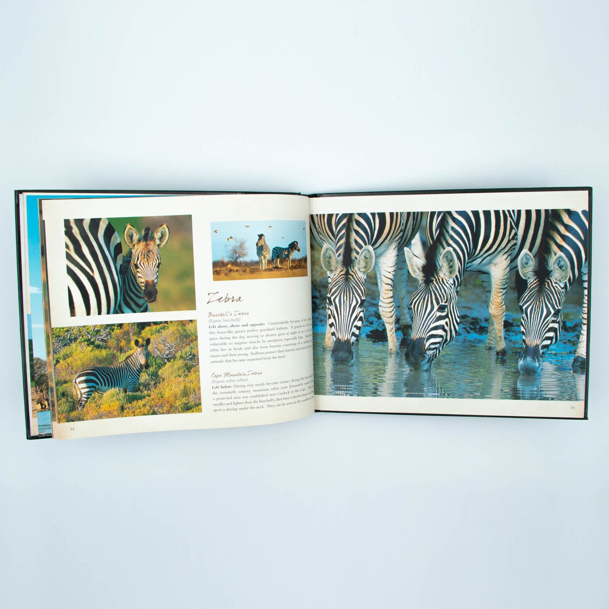 Wild Life Hard Cover Coffee Large Table Book