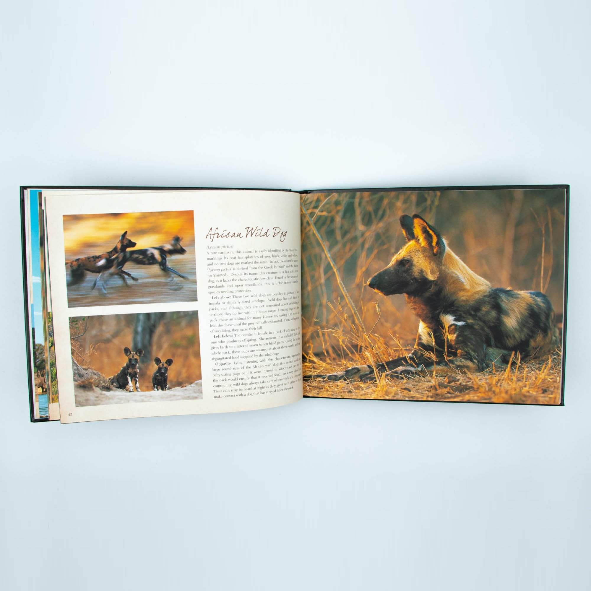 Wild Life Hard Cover Coffee Large Table Book