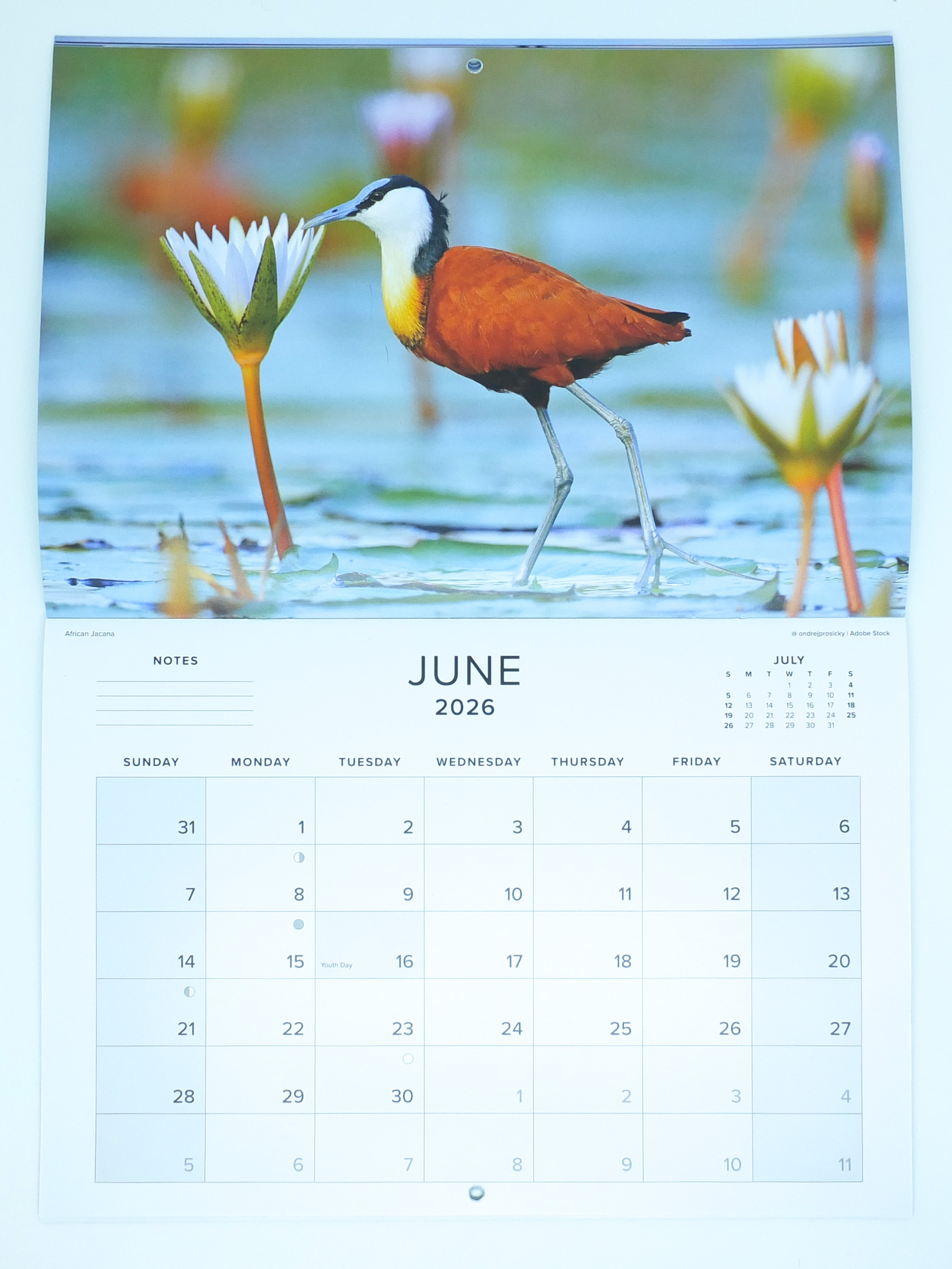 2026 Southern African Birds Calendar - Medium