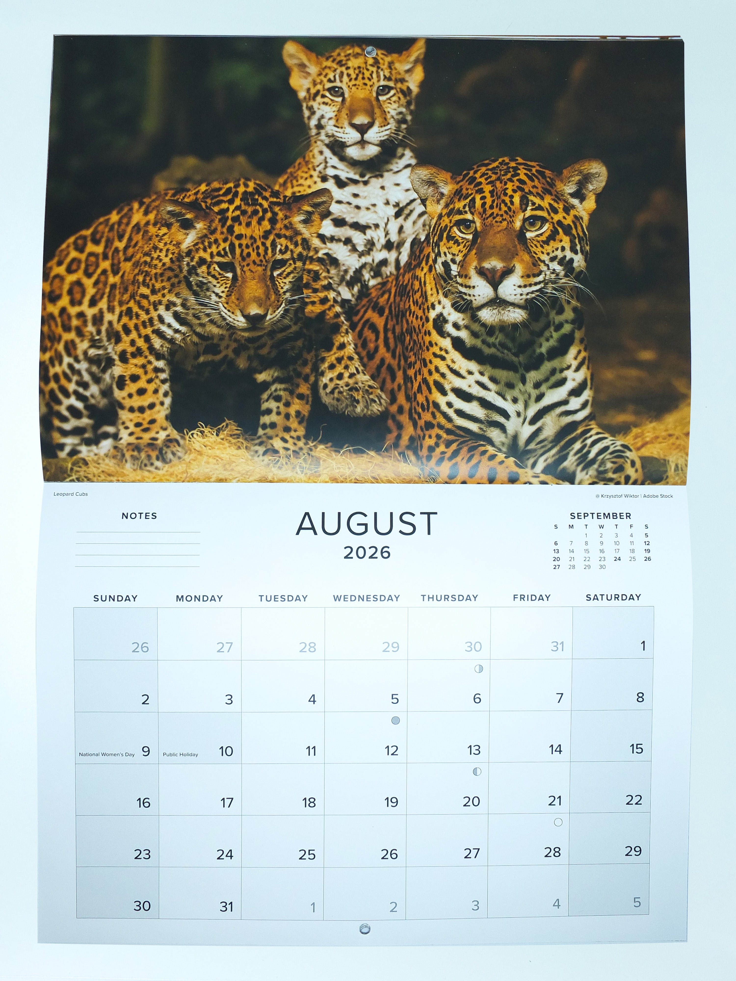 2026 Baby Wildlife of Southern Africa Calendar - Large