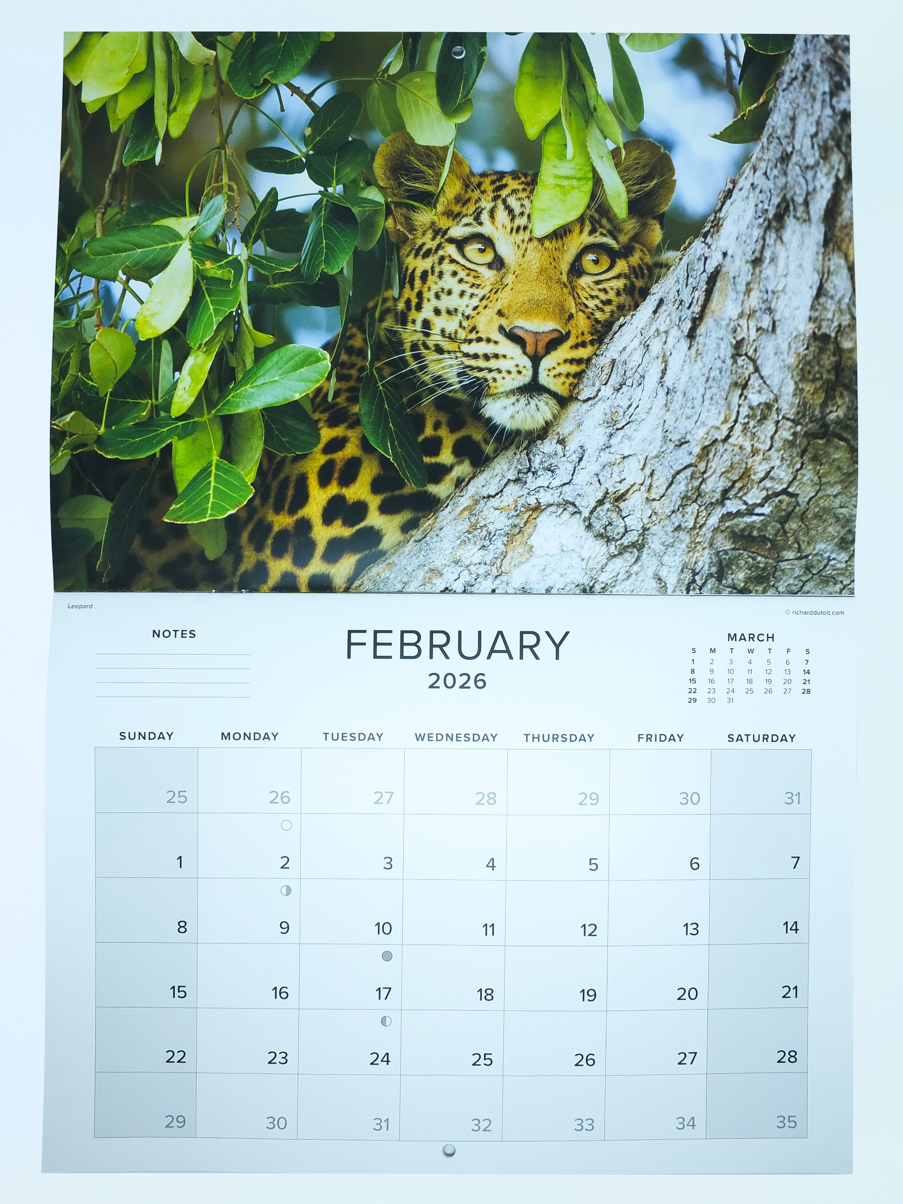2026 Wildlife of Southern Africa Calendar - Large