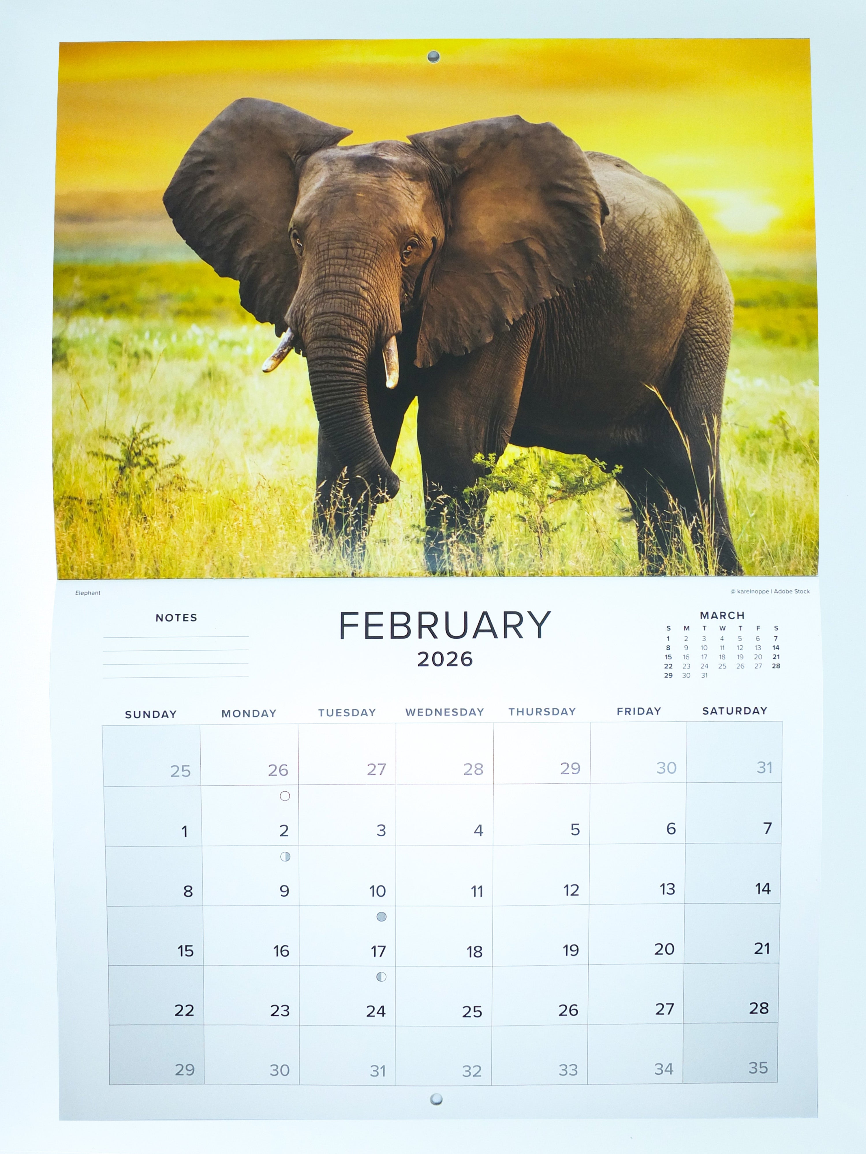 2026 The Big Five of Southern Africa Calendar - Large