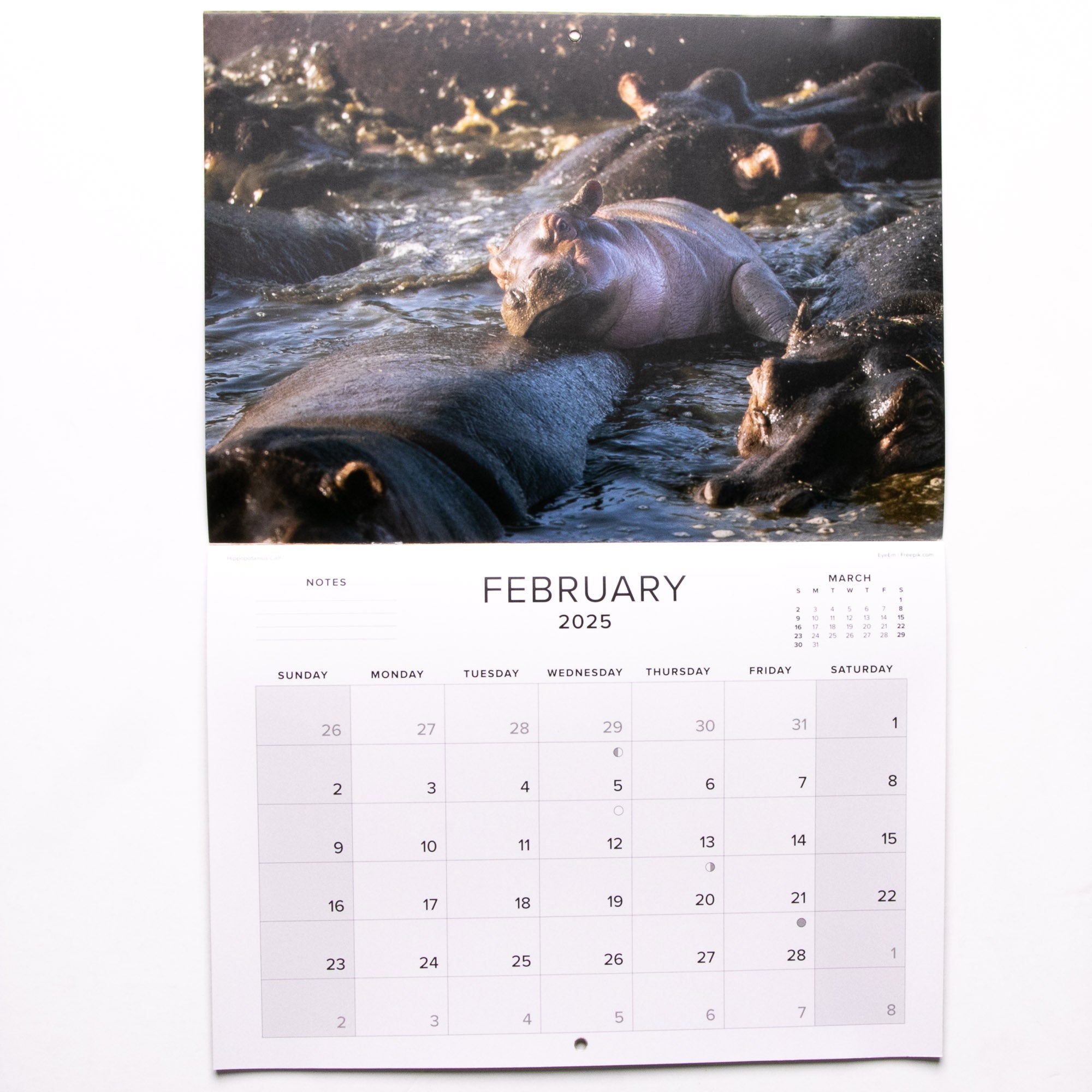 2025 Baby Wildlife of Southern Africa Calendar - Large