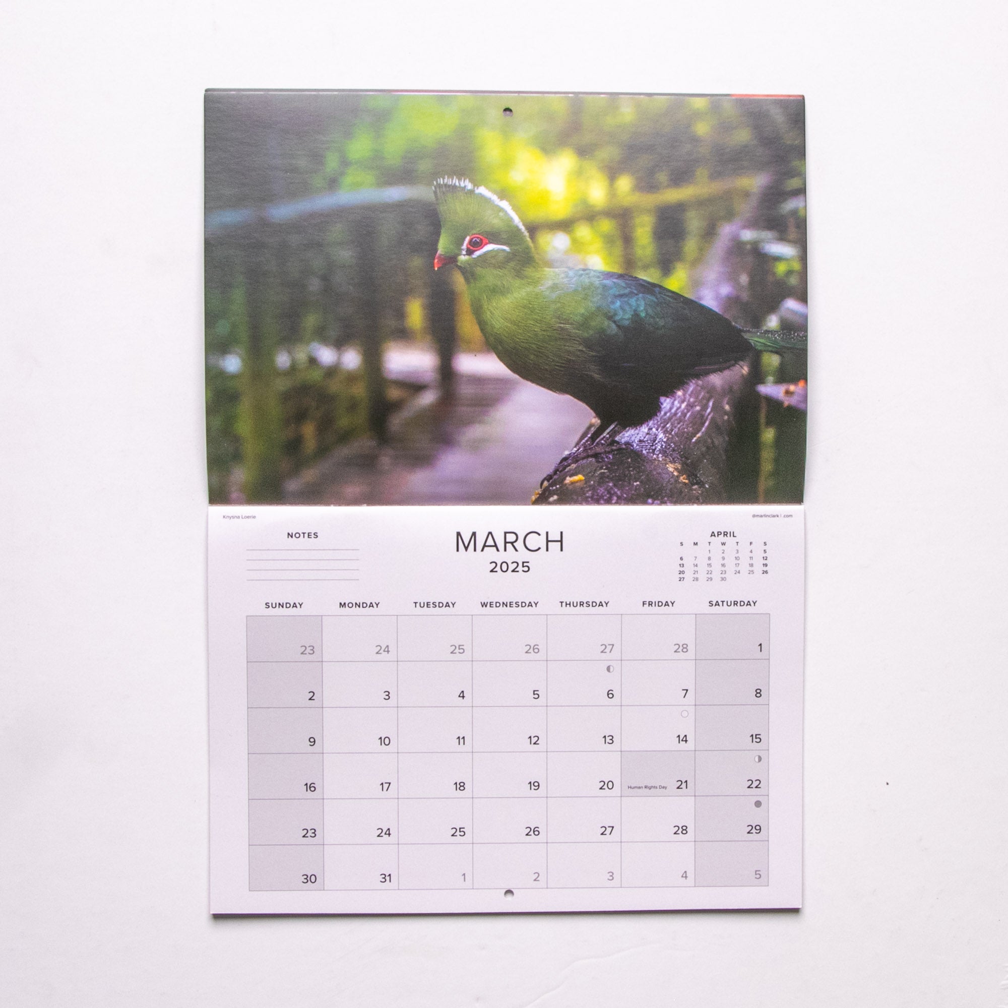 2025 Birds of Southern Africa Calendar - Medium