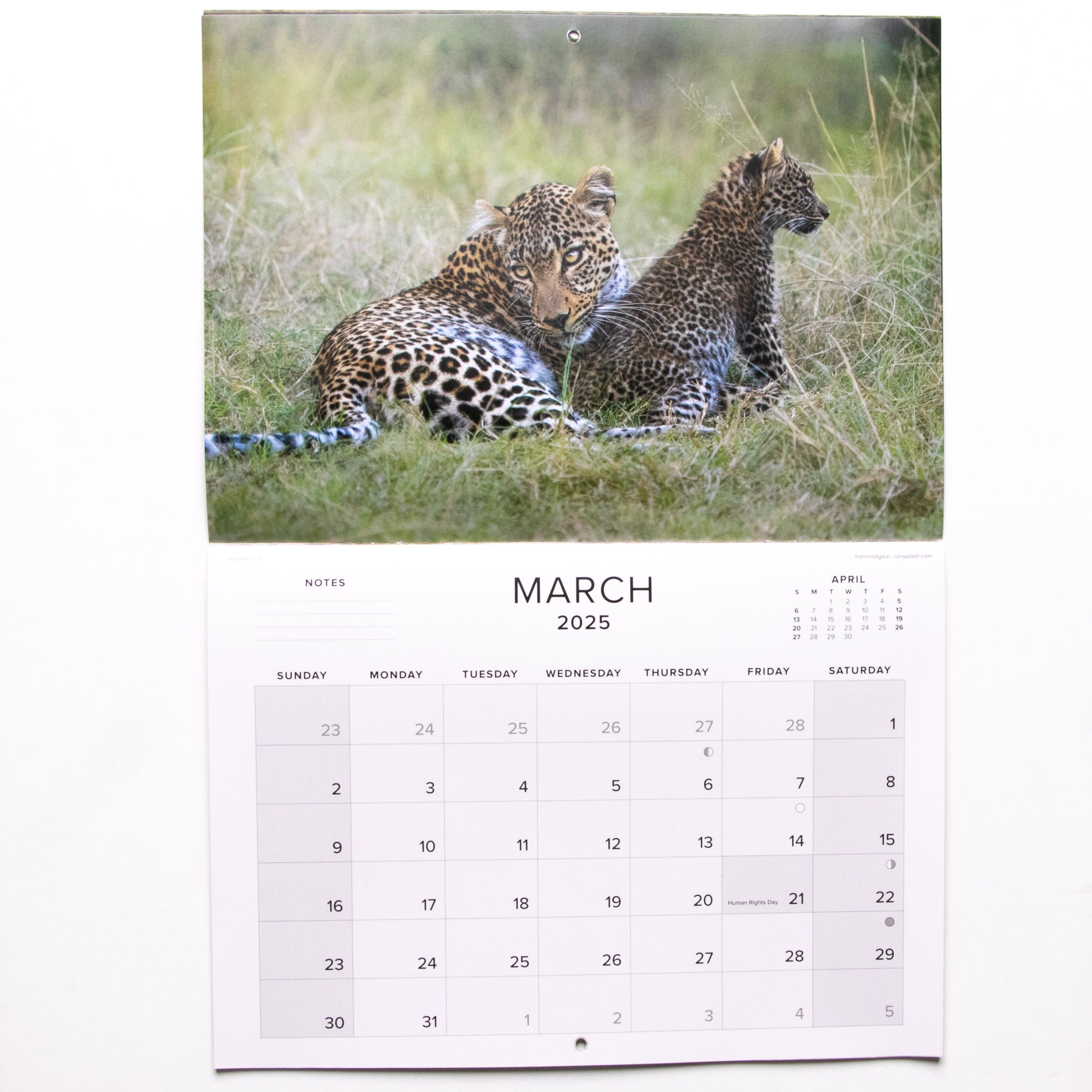 2025 Baby Wildlife of Southern Africa Calendar - Large