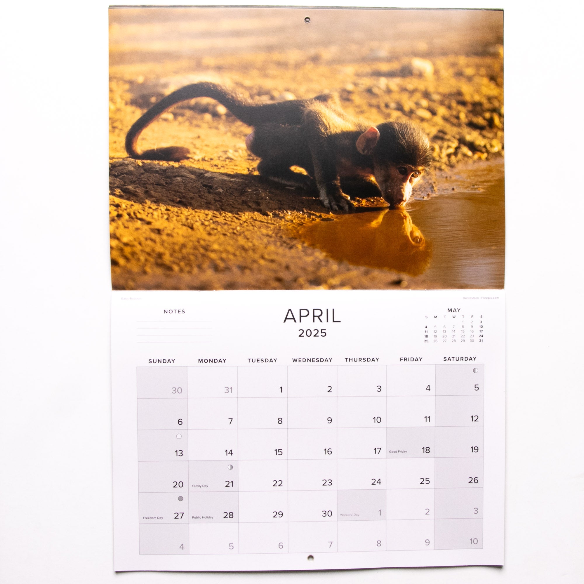 2025 Baby Wildlife of Southern Africa Calendar - Large