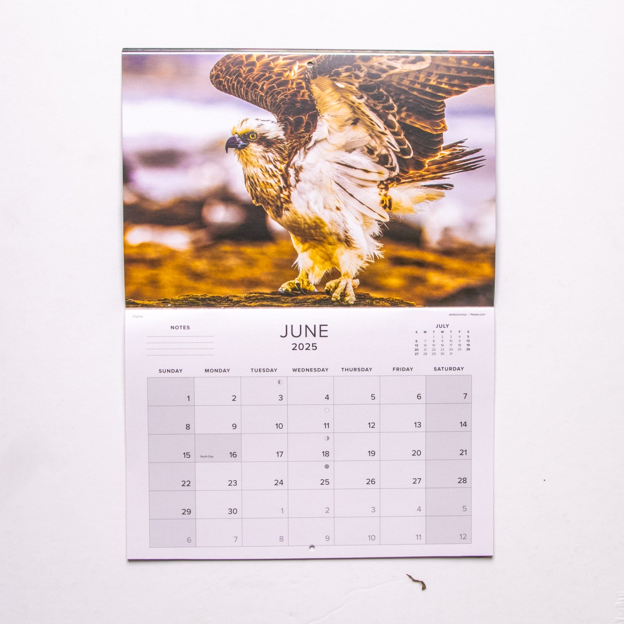 2025 Birds of Southern Africa Calendar - Medium