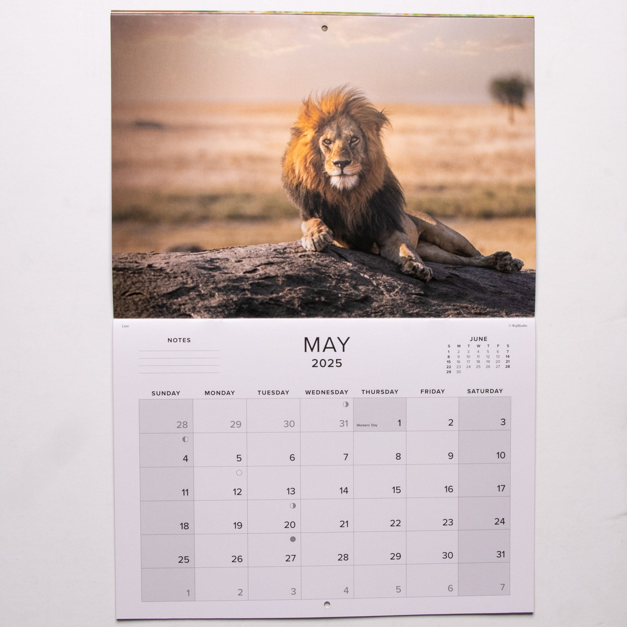 2025 The Big Five of Southern Africa Calendar - Large