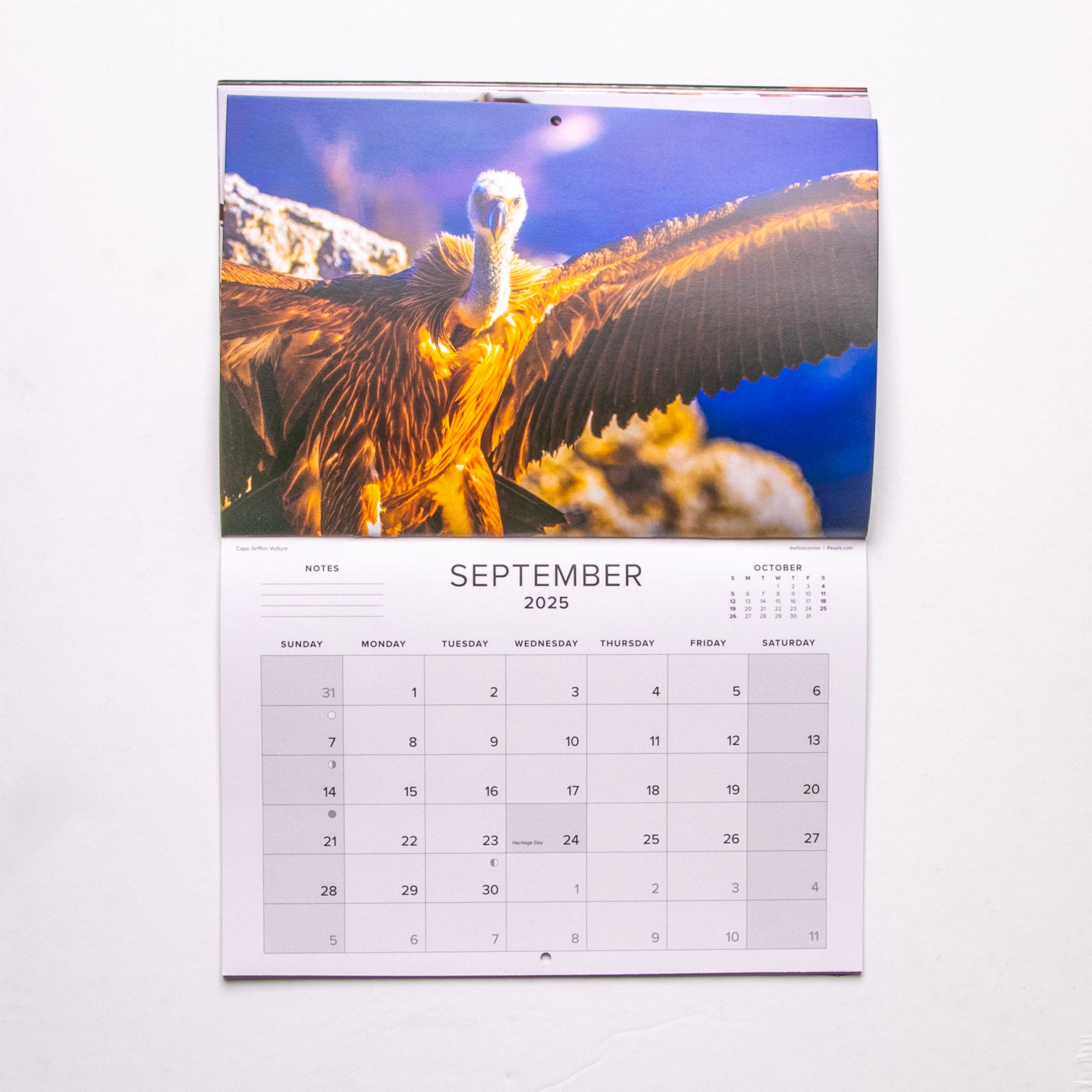 2025 Birds of Southern Africa Calendar - Medium