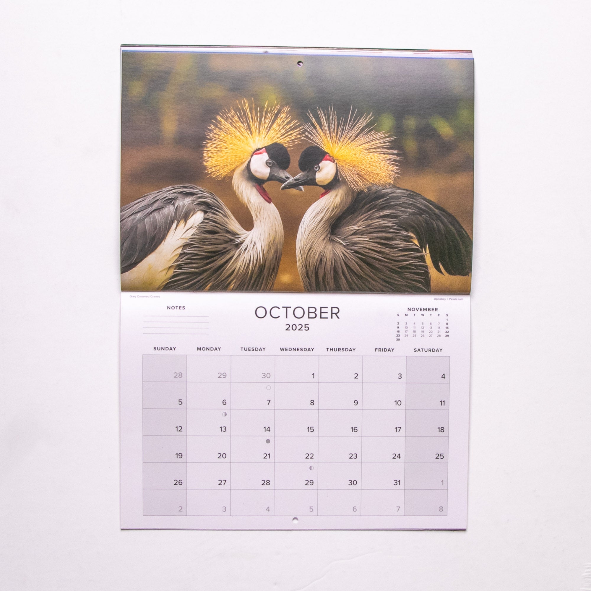 2025 Birds of Southern Africa Calendar - Medium