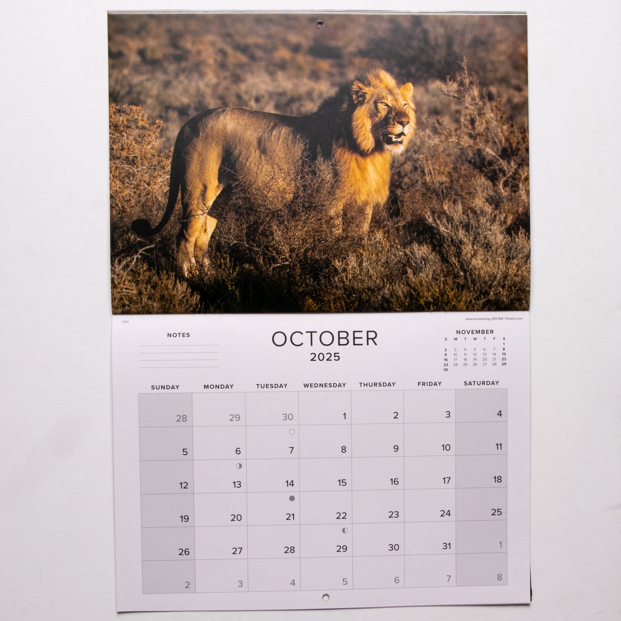 2025 Wildlife South Africa Calendar - Large