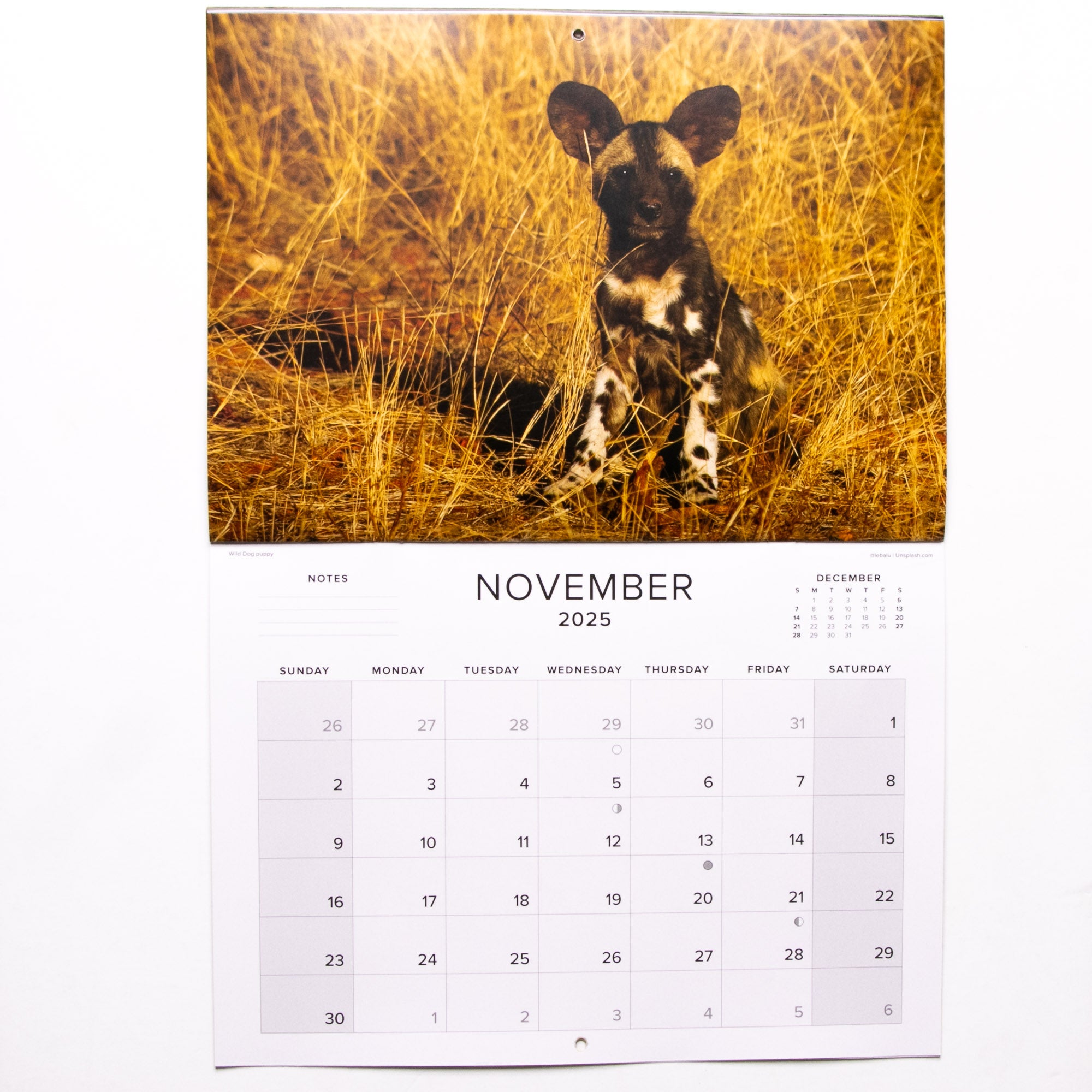 2025 Baby Wildlife of Southern Africa Calendar - Large