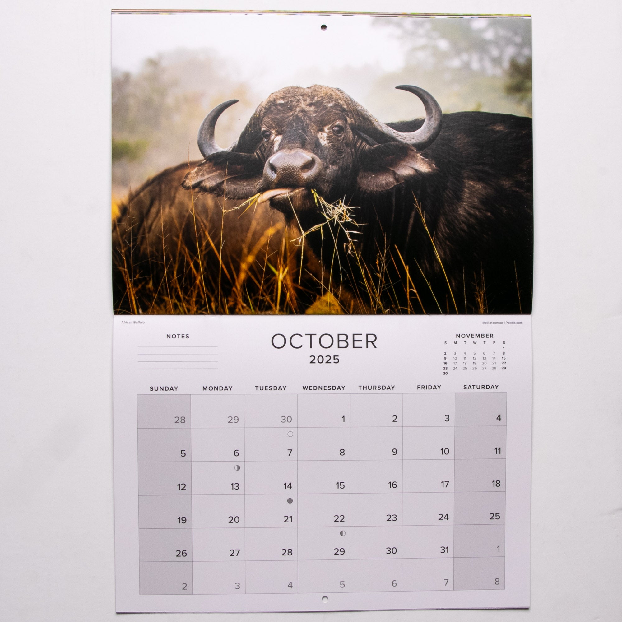 2025 The Big Five of Southern Africa Calendar - Large