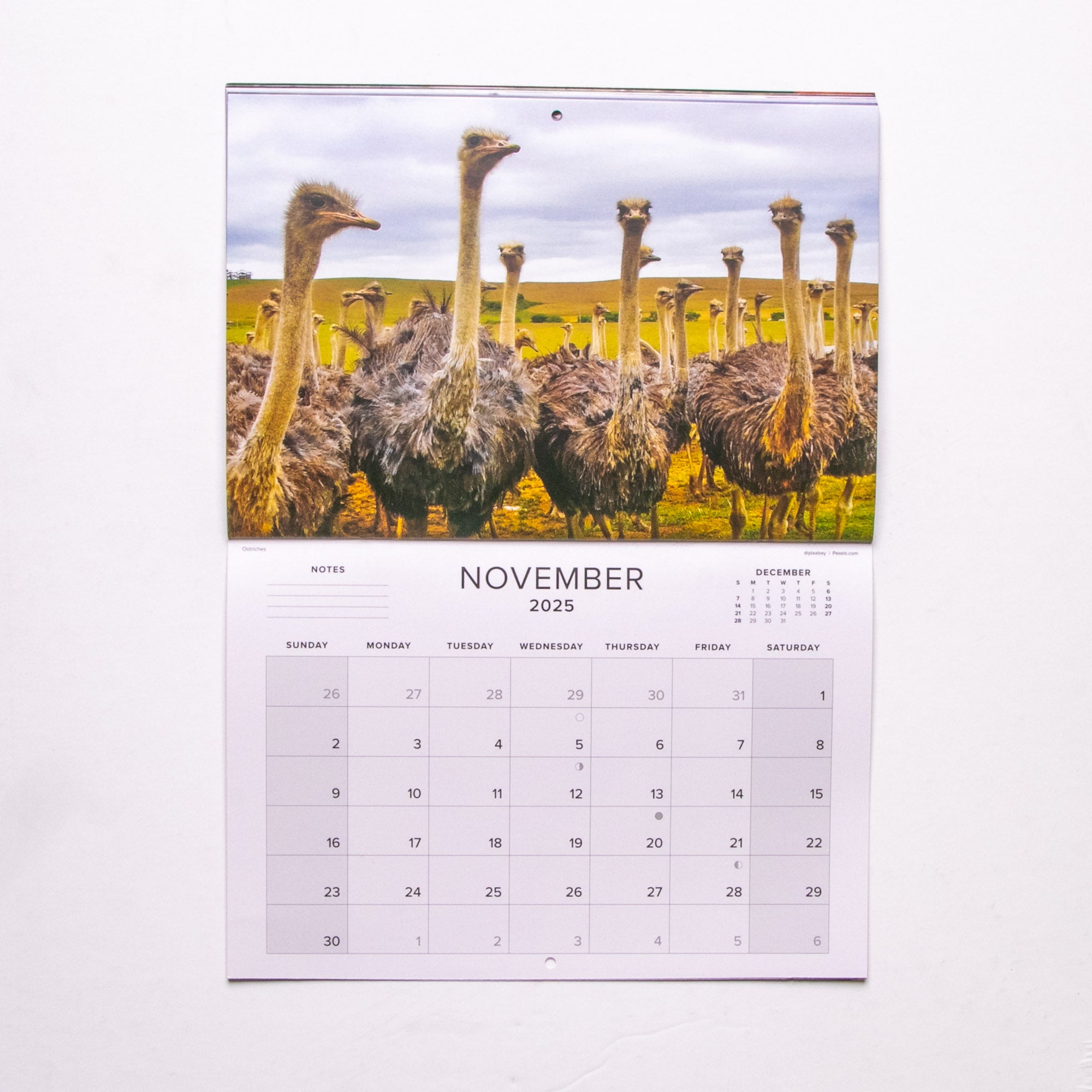 2025 Birds of Southern Africa Calendar - Medium