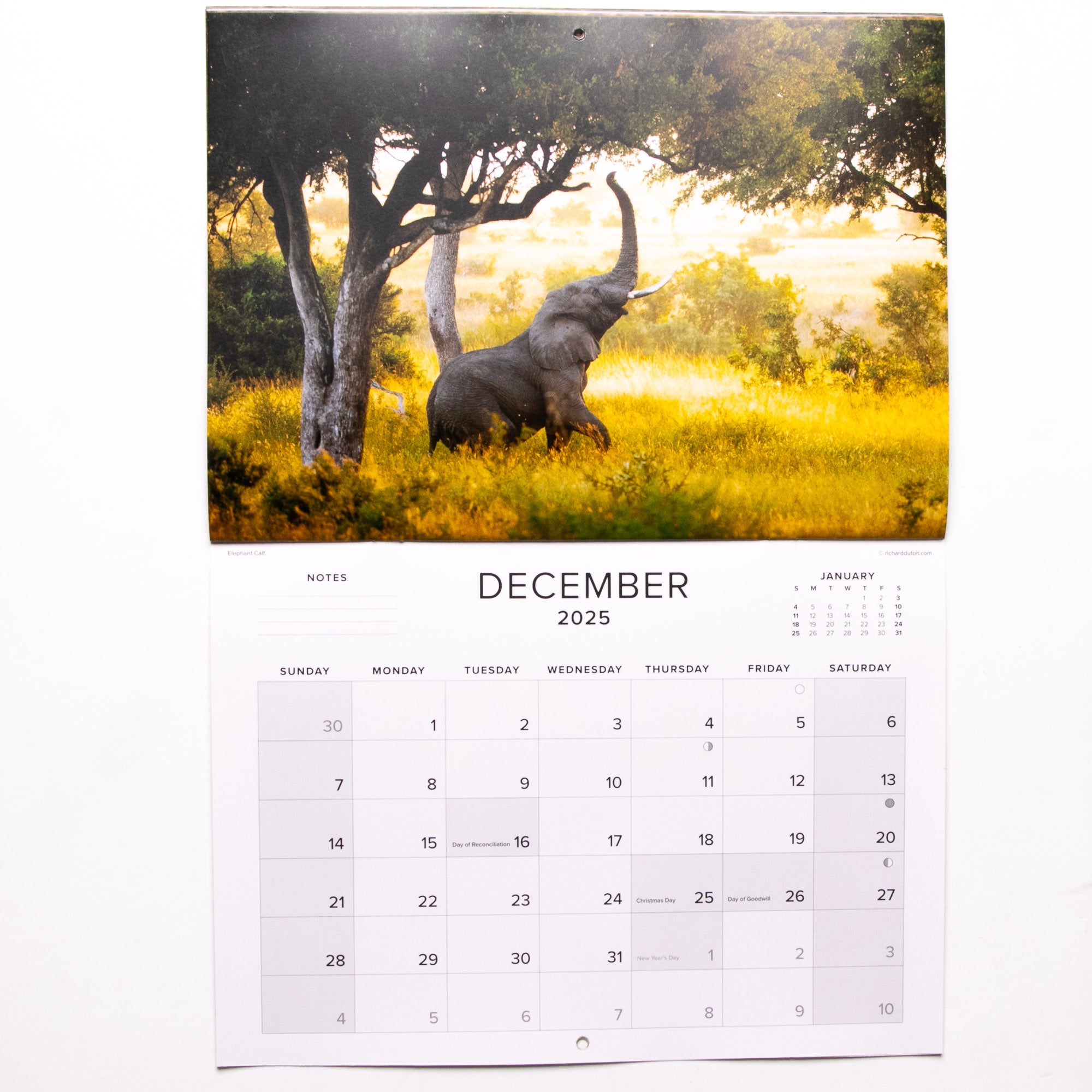 2025 Baby Wildlife of Southern Africa Calendar - Large