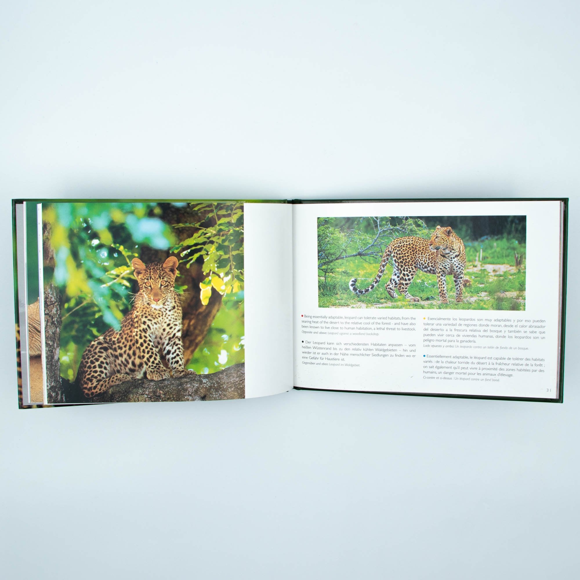 Big Five Africa's  Hard Cover Coffee Table Book