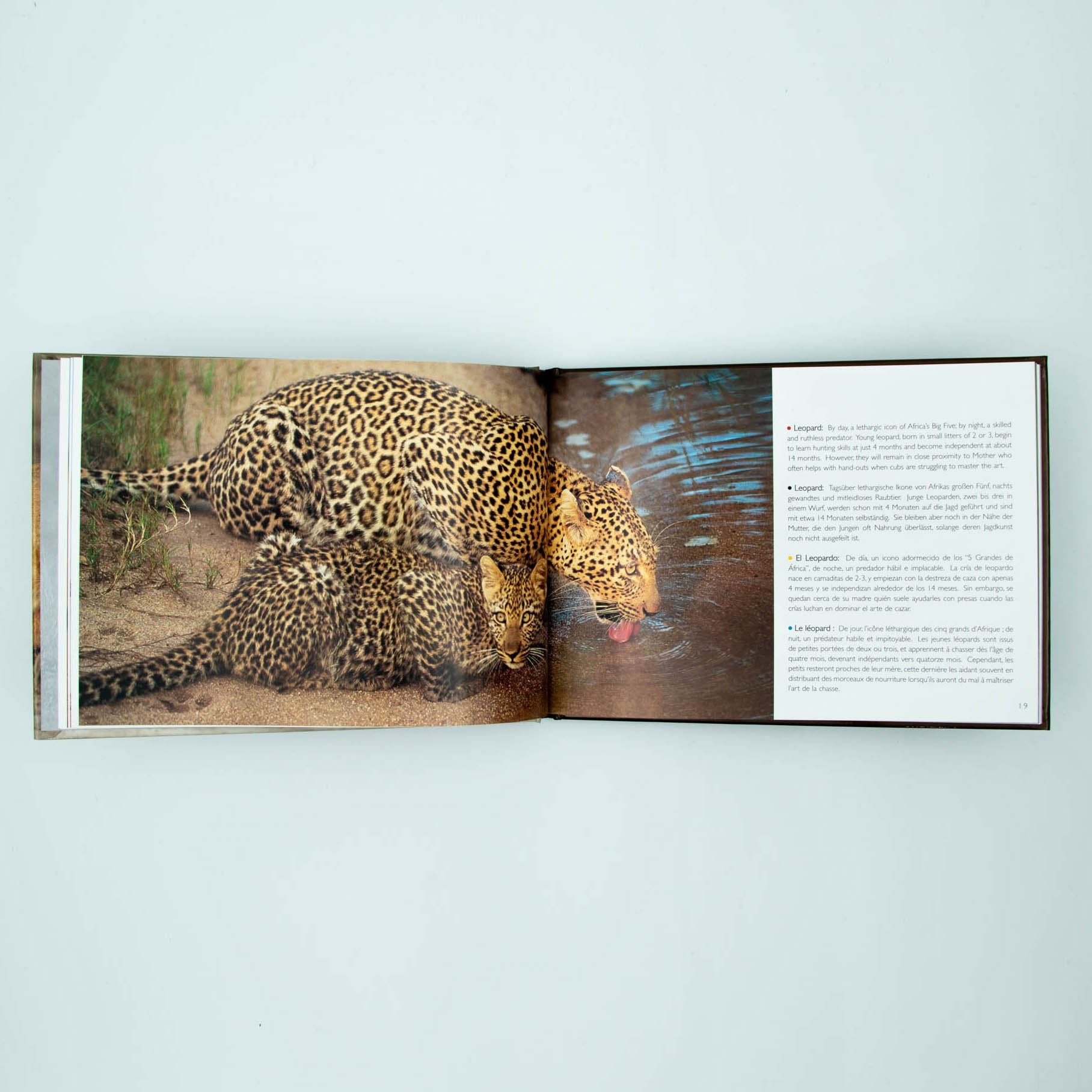 Young Wildlife Hardcover Coffee Table Book