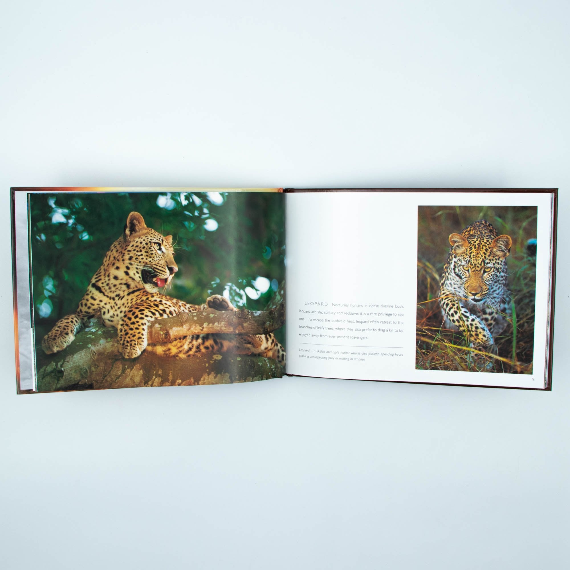 Kruger National Park Hard Cover Coffee Table Book