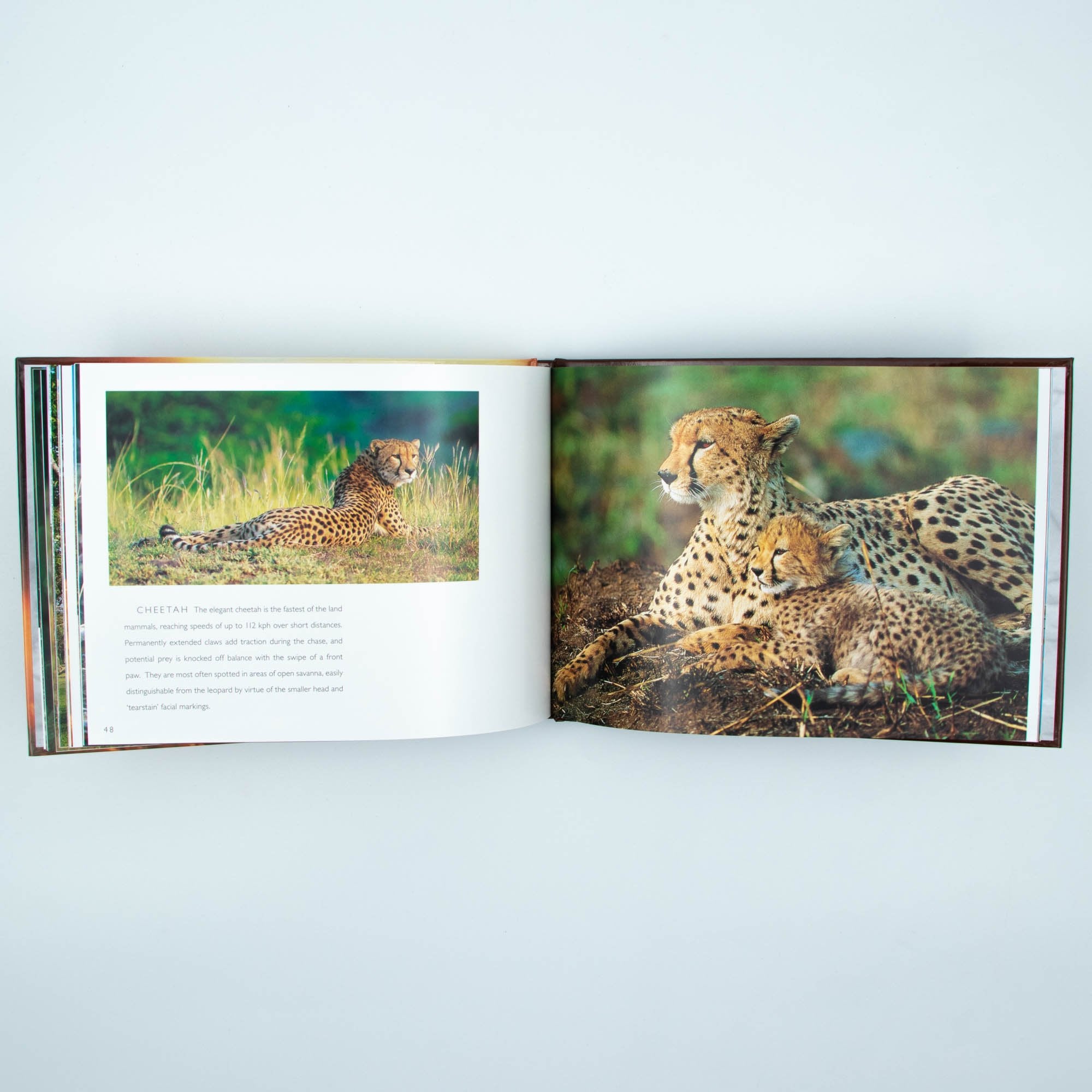 Kruger National Park Hard Cover Coffee Table Book
