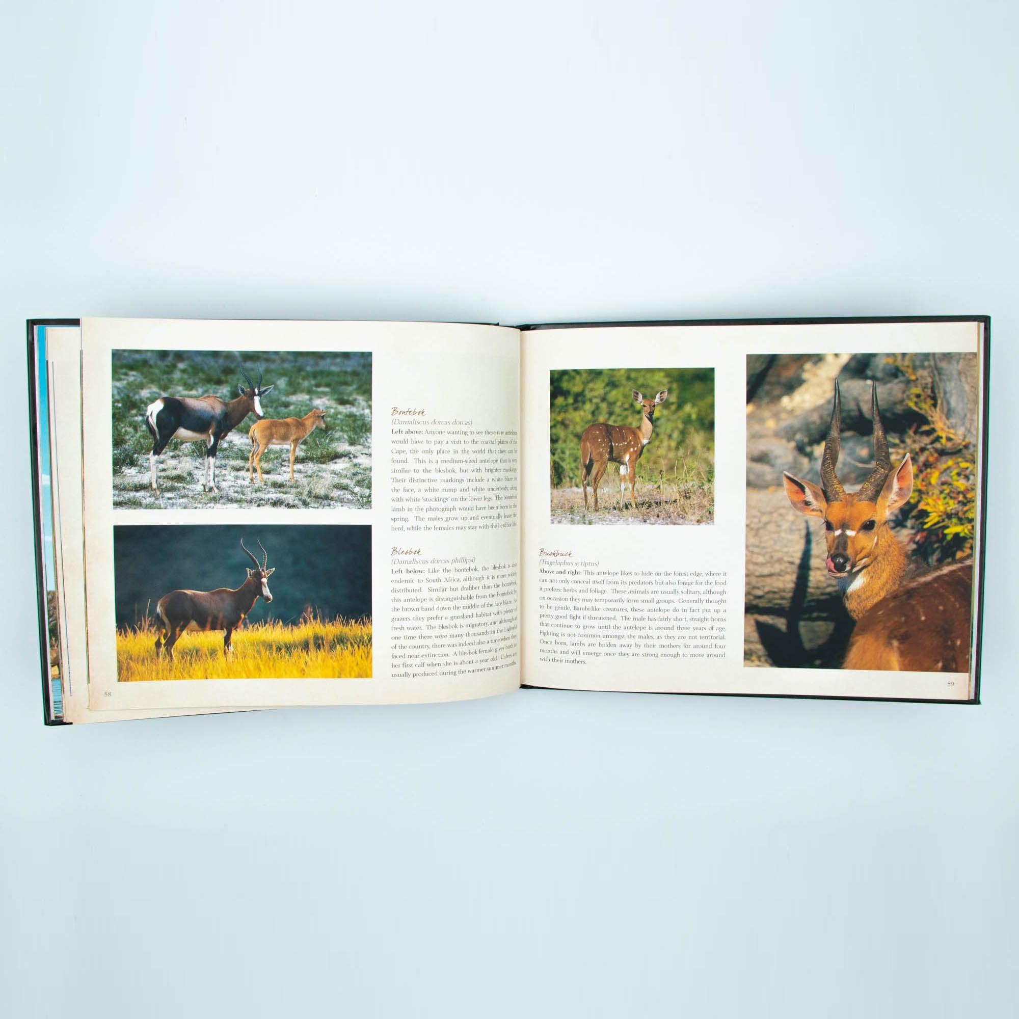 Wild Life Hard Cover Coffee Large Table Book